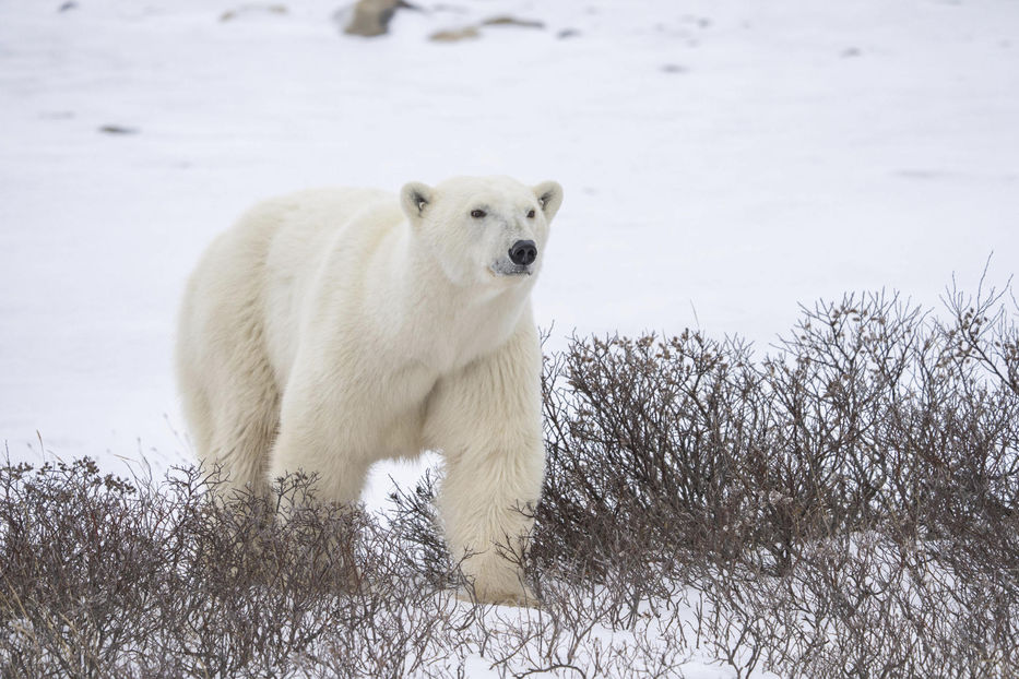 Foto: EFE/Polar Bears International/Erinn Hermsen