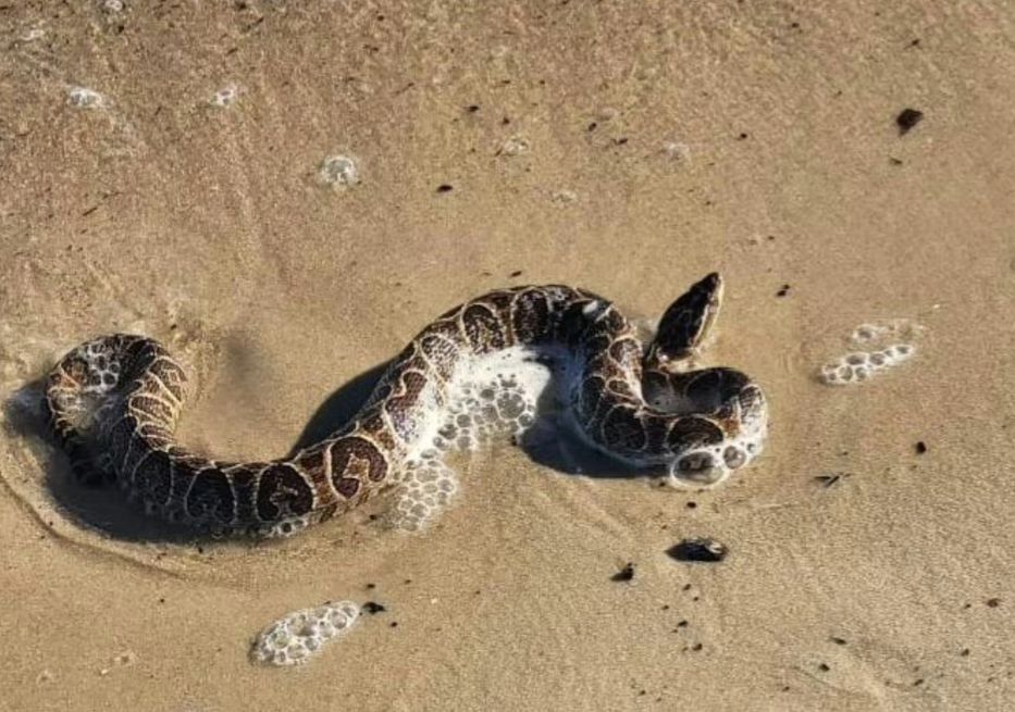 Rescataron una serpiente crucera en la playa Ramírez; expertos ...