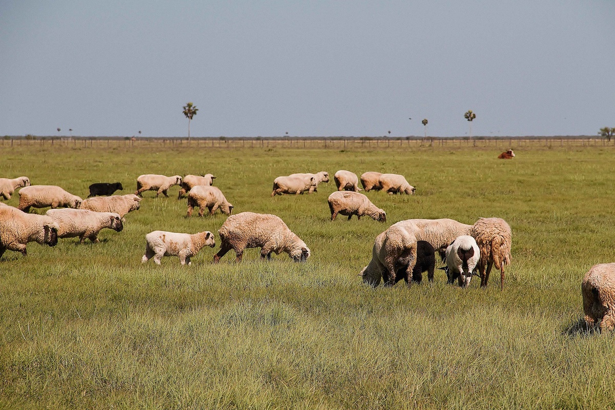 Campo uruguayo ajusta sus estrategias ante un posible El Niño: más agua, nuevos desafíos