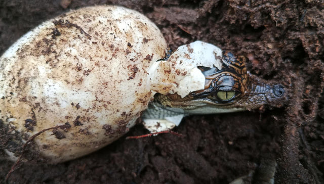 Cocodrilo soy