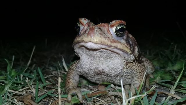 Nuestra fauna