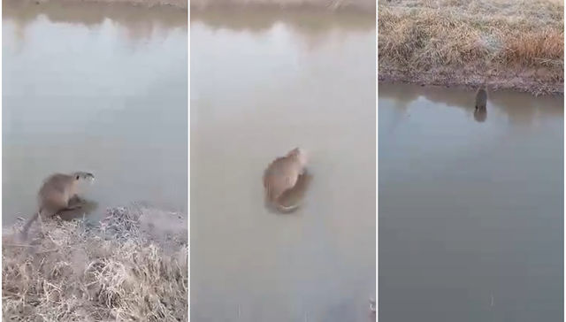 Cómo será la laguna