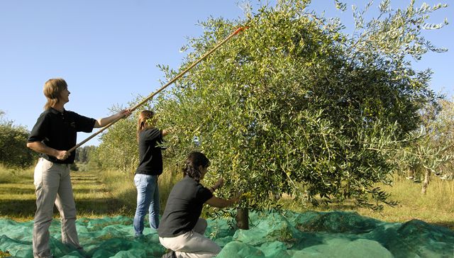 Llega a Uruguay el premio Mario Solinas a la calidad de aceites de oliva vírgenes