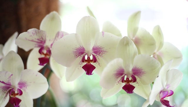 Florece la esperanza