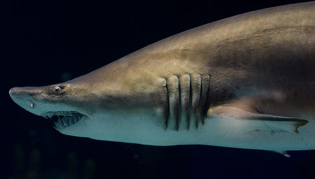 No pares, sigue, sigue