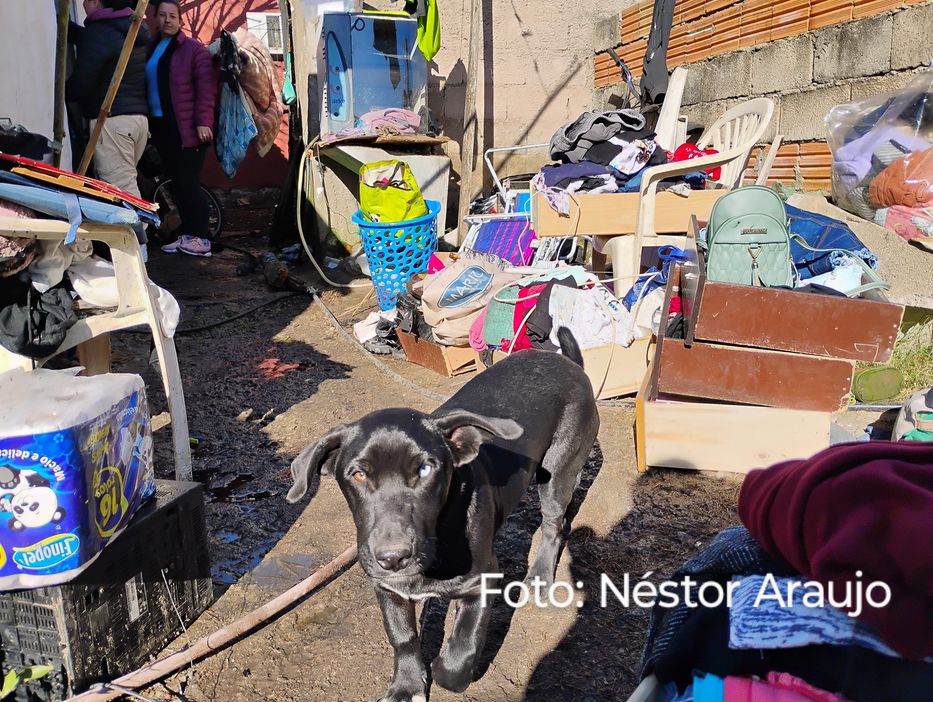 El perro tendrá su día