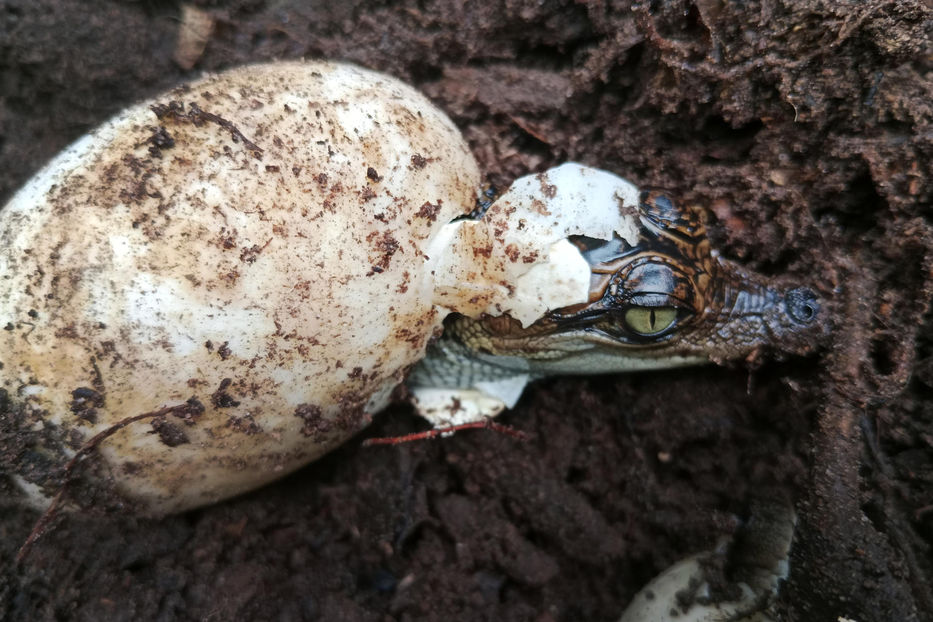 Cocodrilo soy