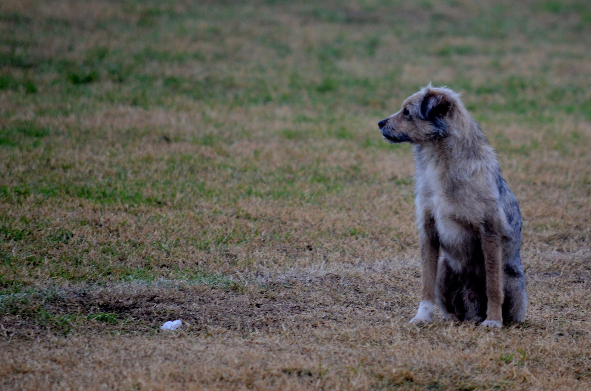 Proyecto propone “licencia remunerada” por muerte de mascota: “No es menor ni trivial”