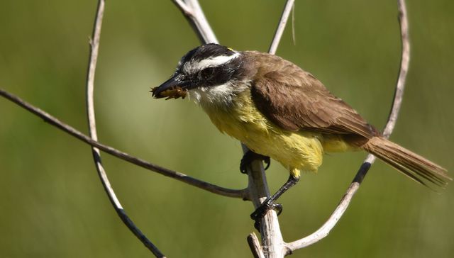 Nuestra fauna