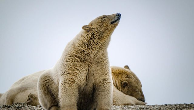 Cuando los animales atacan