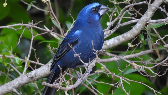 Nuestra fauna