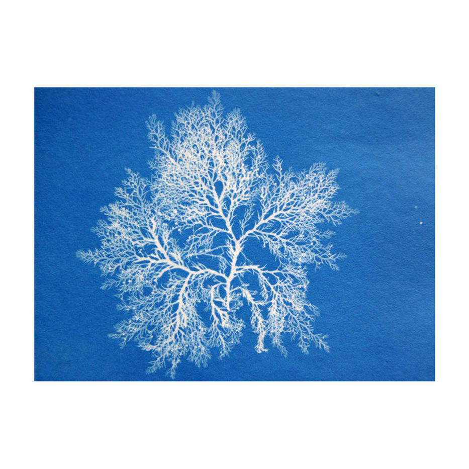 Anna Atkins