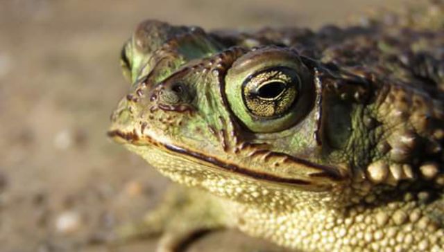 Nuestra fauna