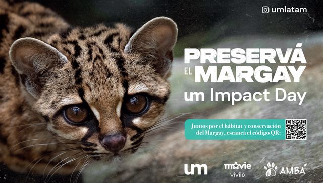 La agencia UM Uruguay se une a la organización AMBÁ por la preservación del margay