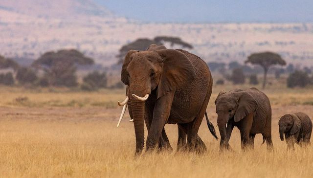 Todo bicho que camina