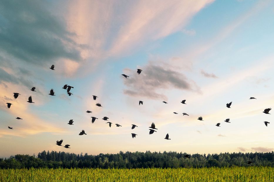 A vuelo de pájaro