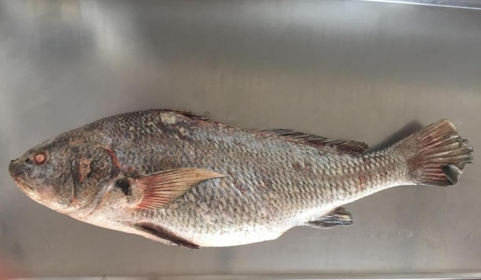 Intendencia de Maldonado anunció veda a la pesca: qué especies abarca y cuándo se levanta