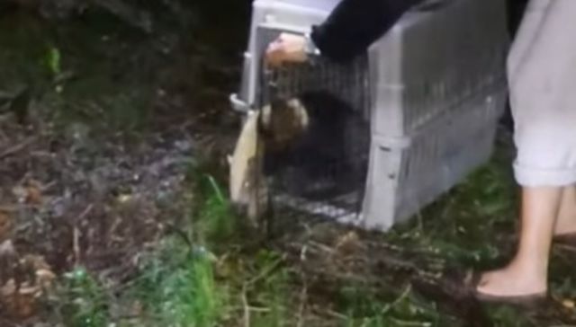 ¿Qué andás, oso?