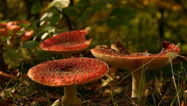 Más allá del champiñón