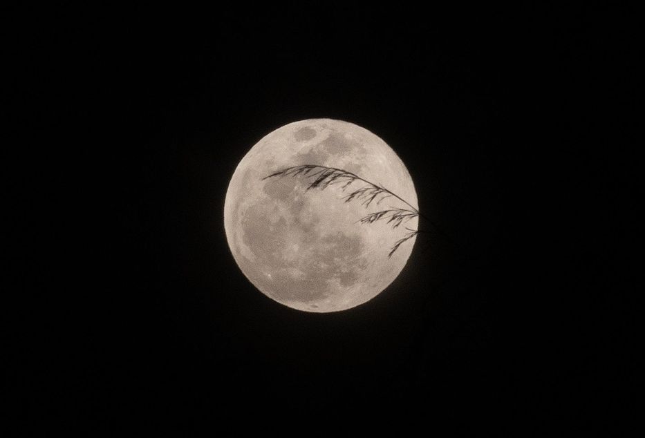 Luna del Cazador en Depok, Indonesia. EFE/EPA/ADI WEDA