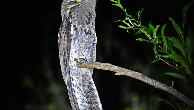 Nuestra fauna