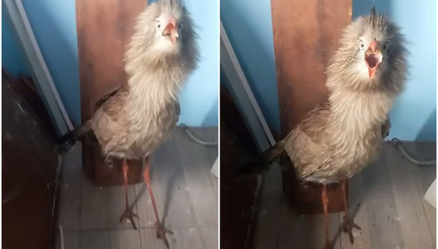 El pájaro en la jaula