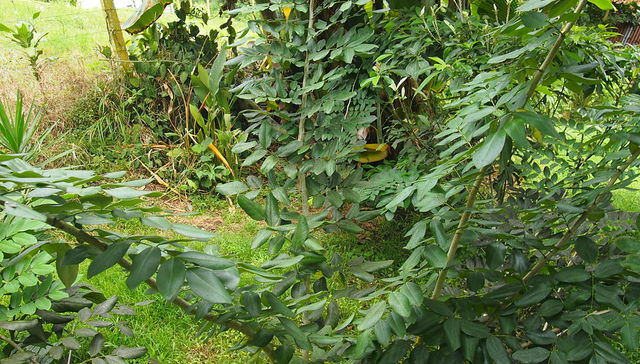 Escribe Eloisa Lasso De Paulis