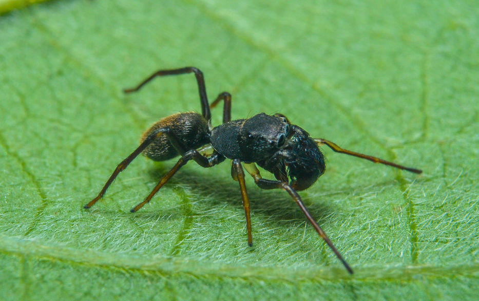 Fauna uruguaya