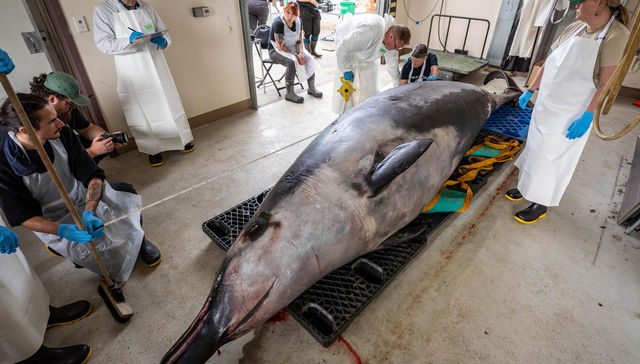 La mar de hipótesis