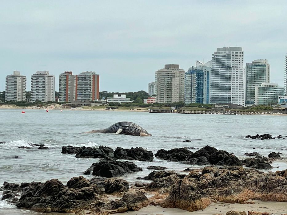 Cetáceo encallado en Punta del Este. Foto: Montevideo Portal