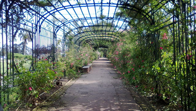 Más espinas que rosas