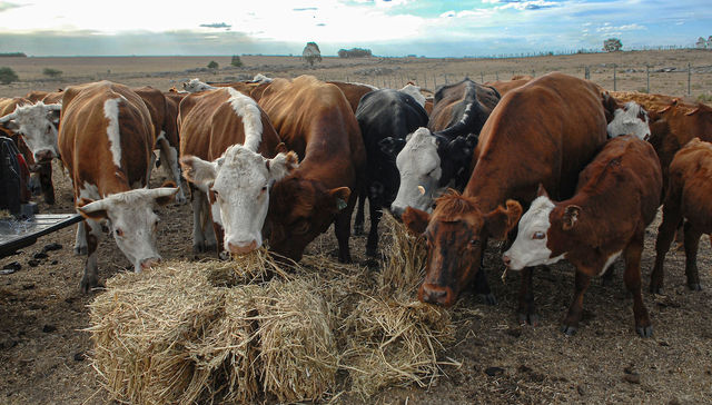 Muuuuu-cha seguridad