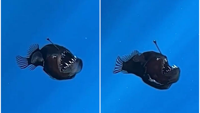 Directo desde el fondo