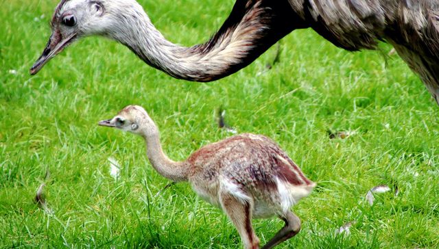 Nada de esconder la cabeza