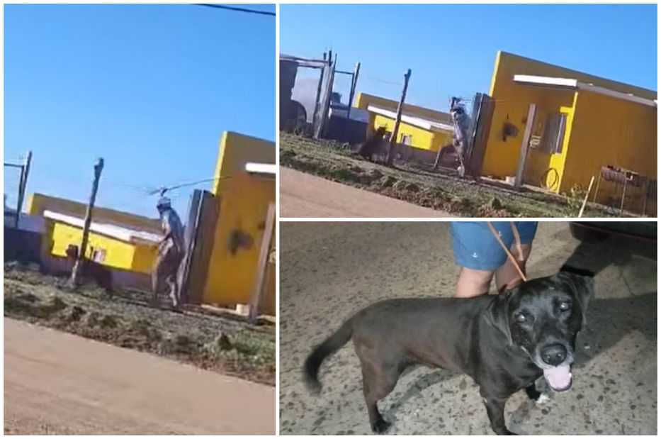 Un verdadero animal
