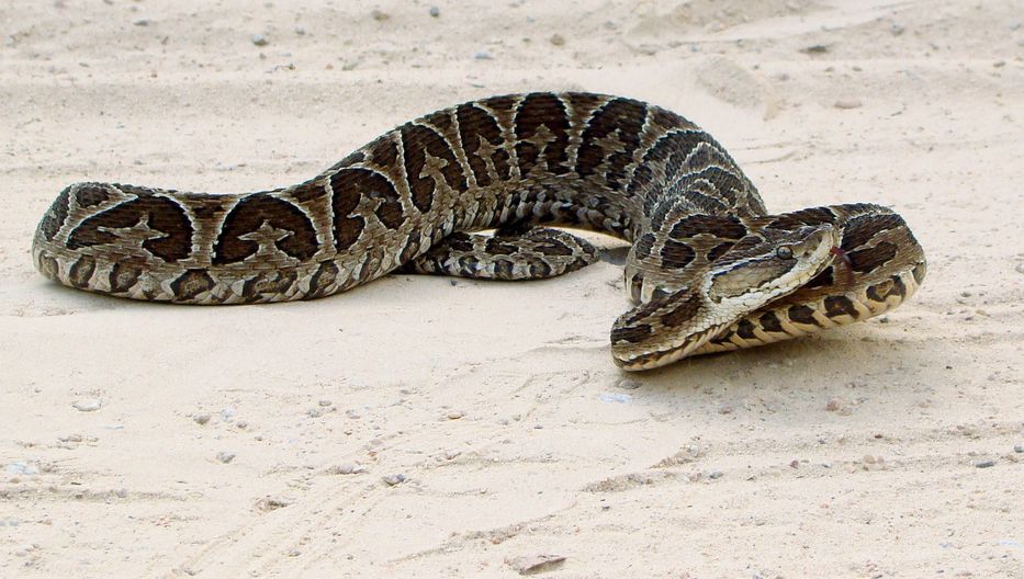 Maldonado: mujer murió por mordedura de serpiente, es el primer caso en el país desde 1986