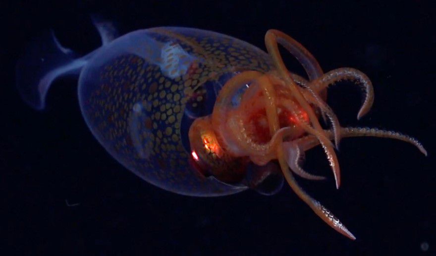 Falta Bob Esponja y estamos todos