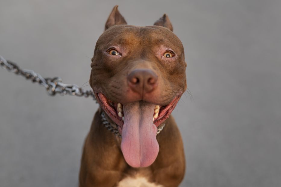 *Suena playlist de Pitbull*