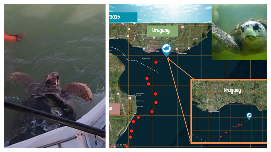 Vos tranquilo, cabeza