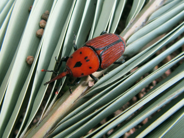 Picudo rojo. Foto: Flickr