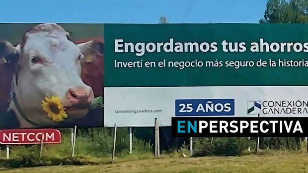 Conexión Ganadera: el acuerdo que busca devolver el dinero del ganado a los damnificados