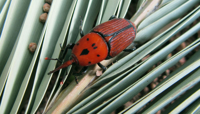 Maldito insecto