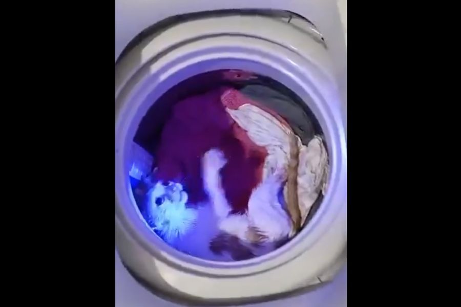 Coeficiente intelectual negativo