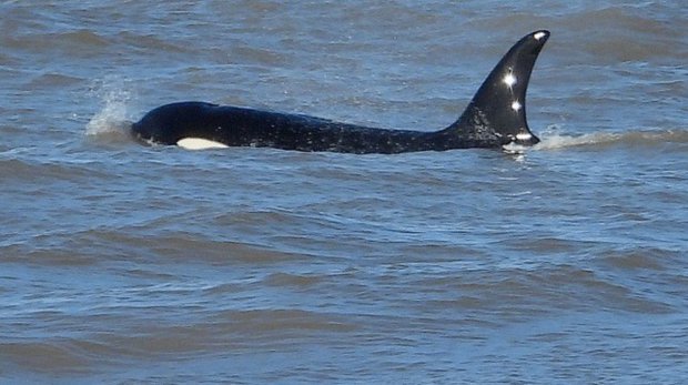 Foto: Ballenas UY / Victoria Bonet