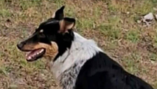 Un verdadero monstruo