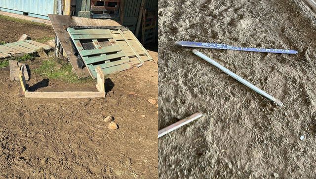 A estos no los doma nadie