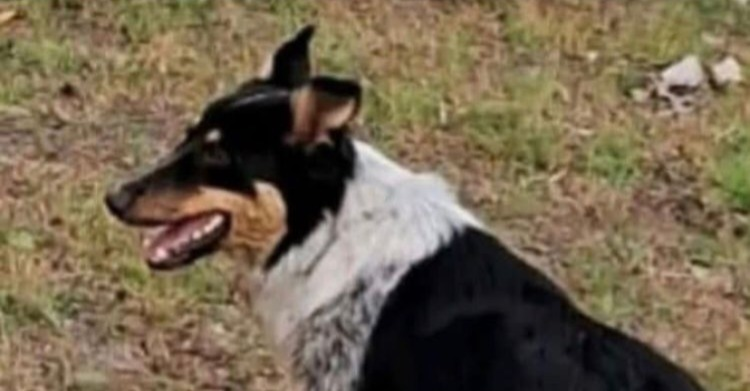 Un verdadero monstruo