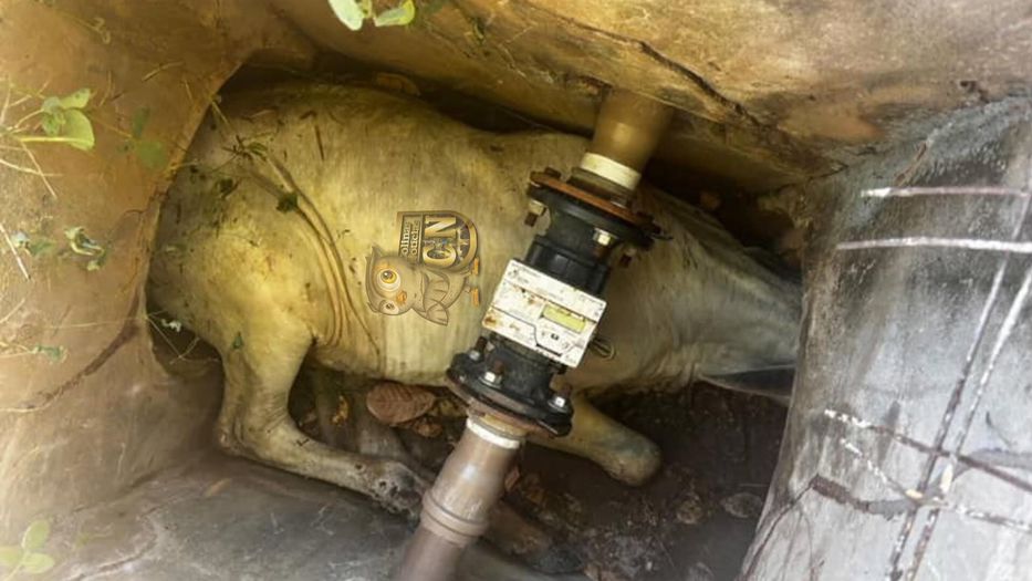 Muuuuu-y complicado salir