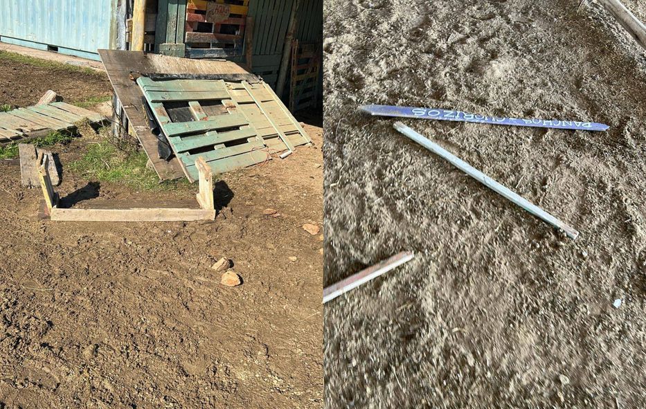 A estos no los doma nadie