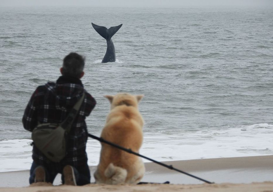 Ballenas en Maldonado. Foto: cedida por el Ministerio de Turismo